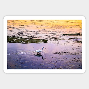 Great egret in marsh at sunset Sticker